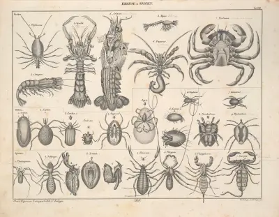 Abbildungen zu Oken’s Allgemeiner Naturgeschichte für alle Stände Pl.080 av Lorenz Oken
