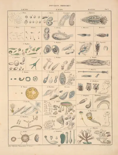 Abbildungen zu Oken’s Allgemeiner Naturgeschichte für alle Stände Pl.060 av Lorenz Oken