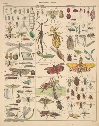 Abbildungen zu Oken’s Allgemeiner Naturgeschichte für alle Stände Pl.086 av Lorenz Oken