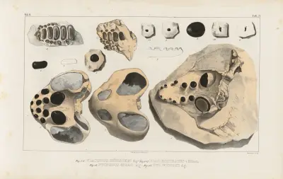 Recherches sur les poissons fossiles Pl.247 av Louis Agassiz