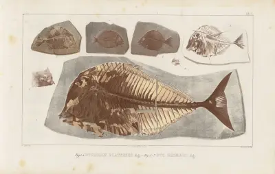 Recherches sur les poissons fossiles Pl.248 av Louis Agassiz