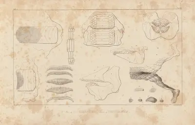 Recherches sur les poissons fossiles Pl.256 av Louis Agassiz
