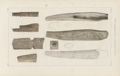 Recherches sur les poissons fossiles Pl.281 av Louis Agassiz