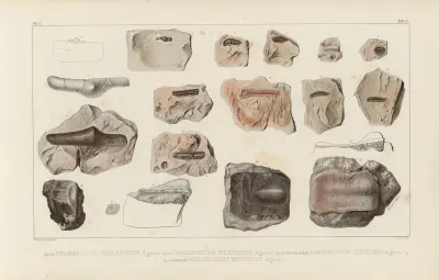 Recherches sur les poissons fossiles Pl.289 av Louis Agassiz