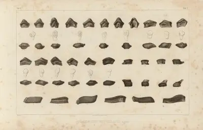 Recherches sur les poissons fossiles Pl.294 av Louis Agassiz