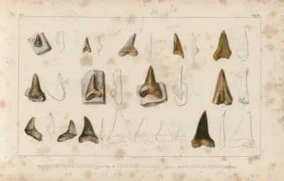 Recherches sur les poissons fossiles Pl.316 av Louis Agassiz