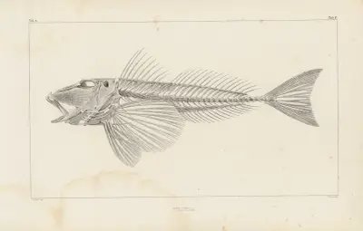 Recherches sur les poissons fossiles Pl.341 av Louis Agassiz