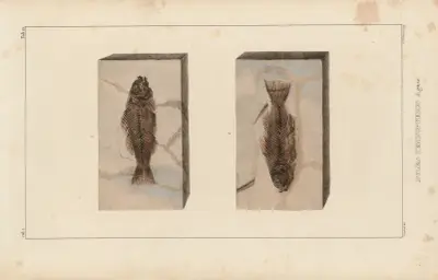 Recherches sur les poissons fossiles Pl.372 av Louis Agassiz