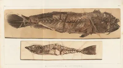 Recherches sur les poissons fossiles Pl.383 av Louis Agassiz