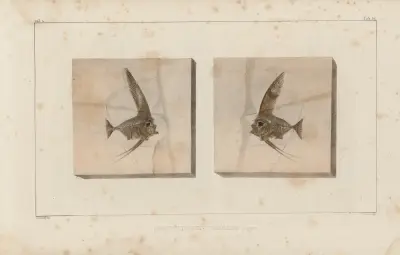 Recherches sur les poissons fossiles Pl.387 av Louis Agassiz