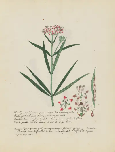 Asclepias linifolia av Jean Baptiste Louis Letellier