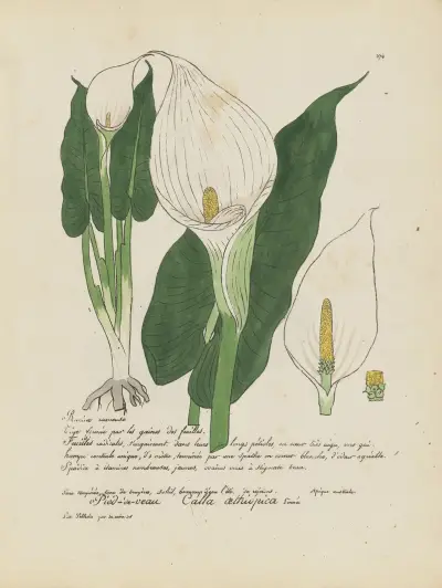 Calla aethiopica av Jean Baptiste Louis Letellier