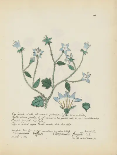 Campanula fragilis av Jean Baptiste Louis Letellier