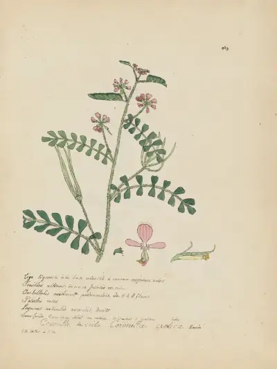 Coronilla cretica av Jean Baptiste Louis Letellier