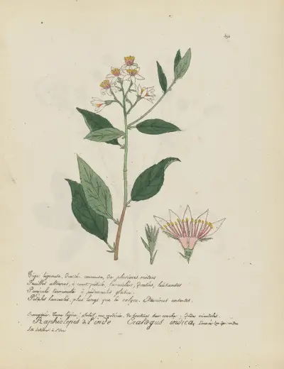 Crataegus indica av Jean Baptiste Louis Letellier