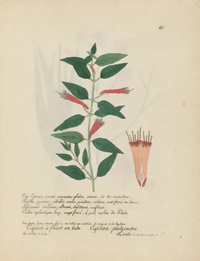 Cuphaea platycentra av Jean Baptiste Louis Letellier