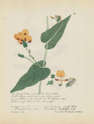 Daviesia cordata av Jean Baptiste Louis Letellier