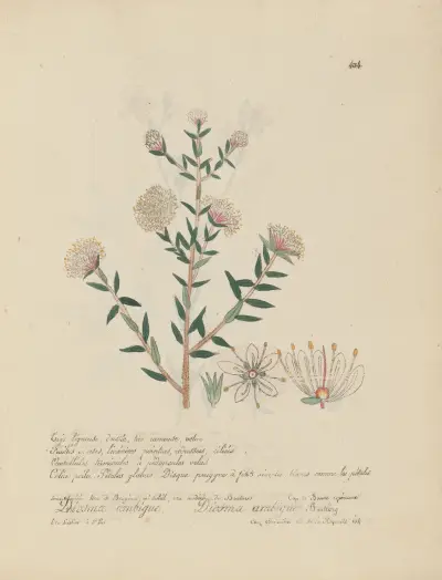 Diosma ambigua av Jean Baptiste Louis Letellier