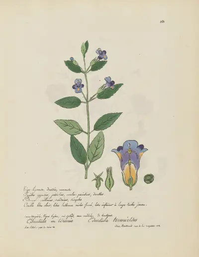 Edetnula torenioïdes av Jean Baptiste Louis Letellier
