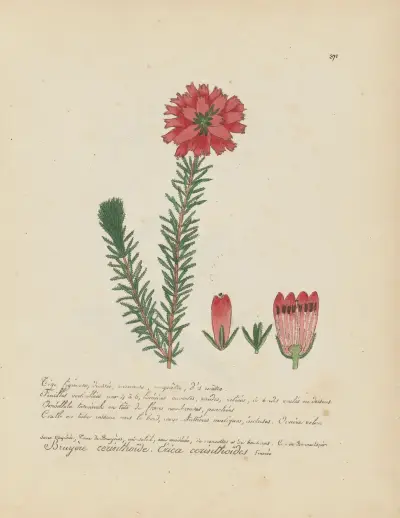 Erica cerinthoïdes av Jean Baptiste Louis Letellier