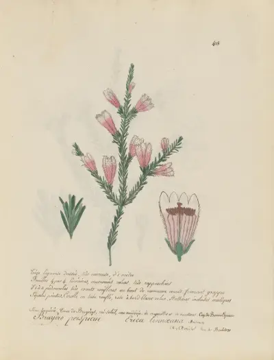 Erica linnaeana av Jean Baptiste Louis Letellier