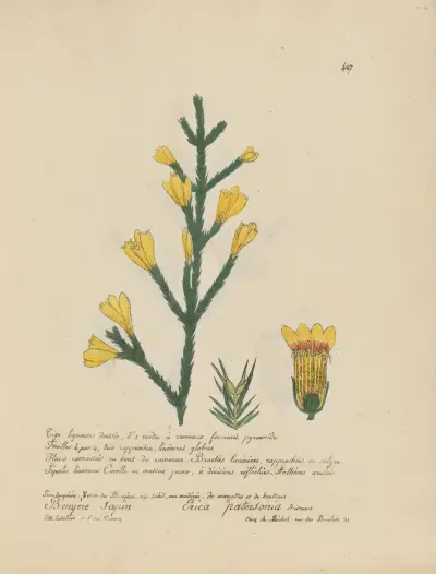 Erica patersonia av Jean Baptiste Louis Letellier