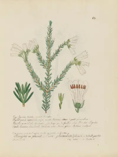 Erica plumulosa av Jean Baptiste Louis Letellier