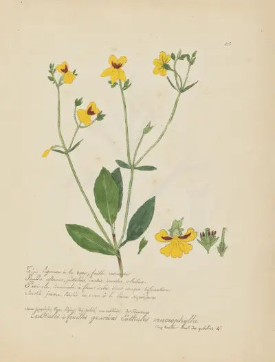 Euthales macrophylla av Jean Baptiste Louis Letellier