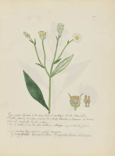 Gnaphalium albescens av Jean Baptiste Louis Letellier