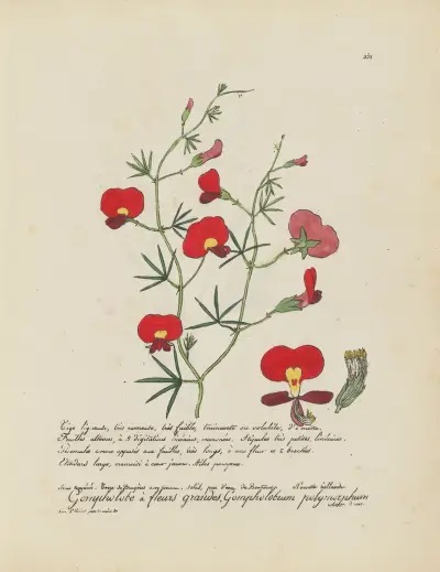 Gompholobium polymorphum av Jean Baptiste Louis Letellier