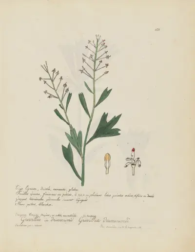 Grevillea drummondi av Jean Baptiste Louis Letellier