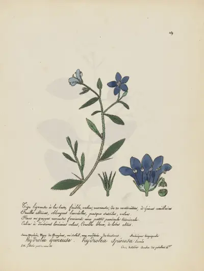 Hydrolea spinosa av Jean Baptiste Louis Letellier