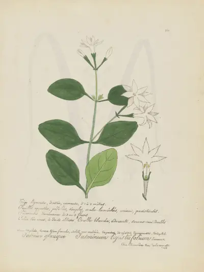 Jasminum ligustrifolium av Jean Baptiste Louis Letellier