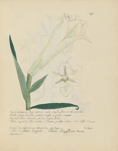 Lilium longiflorum av Jean Baptiste Louis Letellier