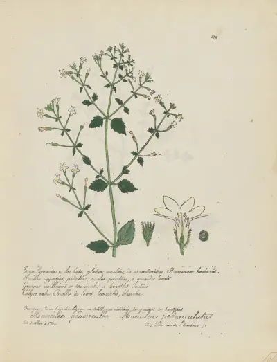 Manulea pedunculata av Jean Baptiste Louis Letellier