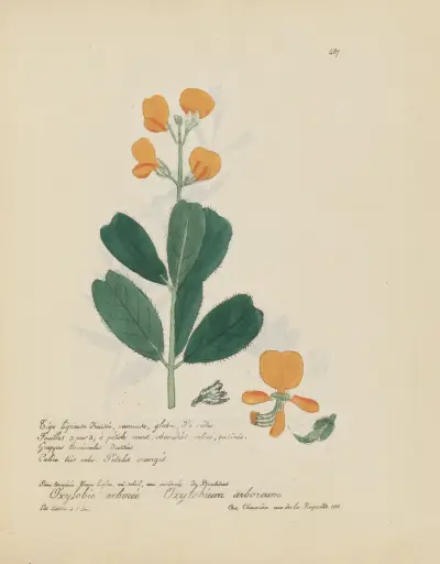 Oxylobium arboreum av Jean Baptiste Louis Letellier