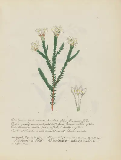 Passerina eriocephala av Jean Baptiste Louis Letellier