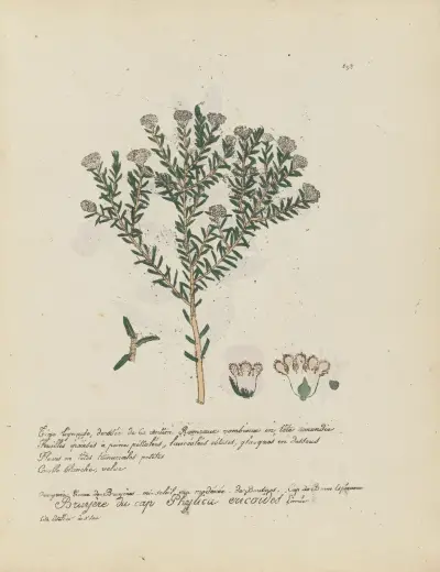 Phylica ericoïdes av Jean Baptiste Louis Letellier