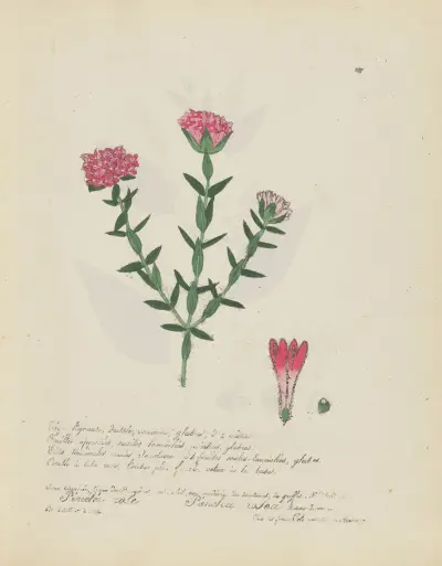 Pimelea rosea av Jean Baptiste Louis Letellier