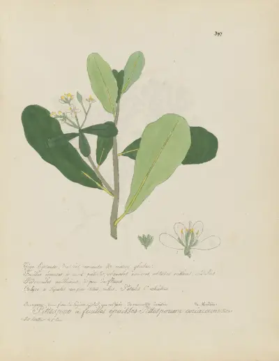 Pittosporum coriaceum av Jean Baptiste Louis Letellier