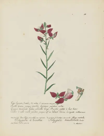 Polygala bracteolata av Jean Baptiste Louis Letellier