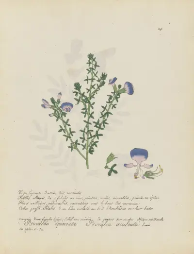 Psoralea aculeata av Jean Baptiste Louis Letellier