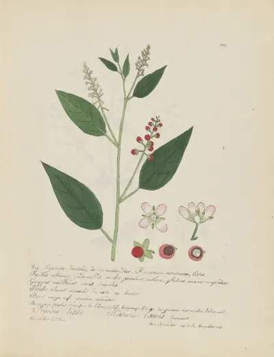 Rivina laevis av Jean Baptiste Louis Letellier