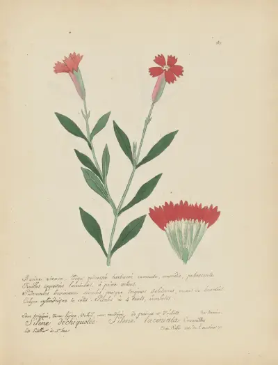 Silene laciniata av Jean Baptiste Louis Letellier