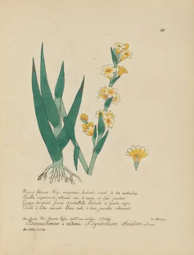 Sisyrinchium striatum av Jean Baptiste Louis Letellier
