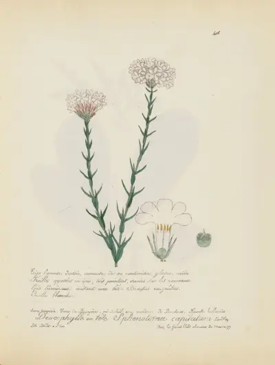 Sphenotoma capitatum av Jean Baptiste Louis Letellier