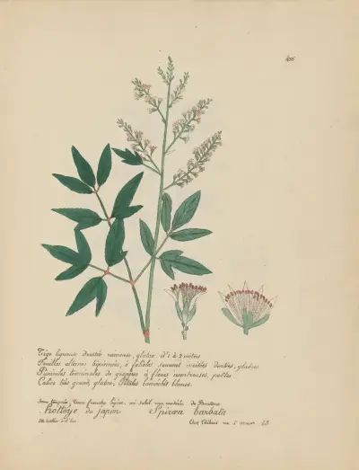 Spiraea barbata av Jean Baptiste Louis Letellier
