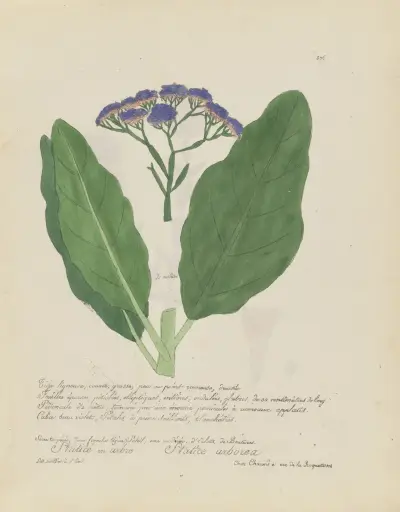 Statice arborea av Jean Baptiste Louis Letellier