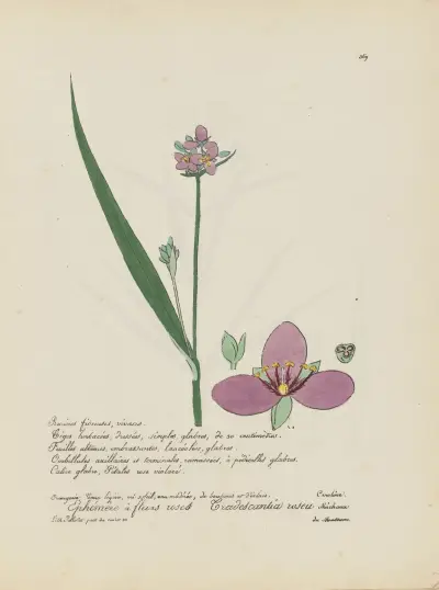 Tradescantia rosea av Jean Baptiste Louis Letellier