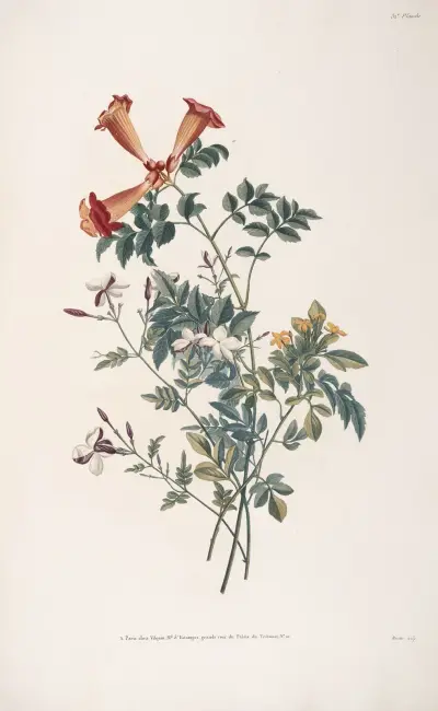 Bukett med spansk jasmin, gullregn och tékorna (jasmin från Virginia) av Jean Louis Prévost